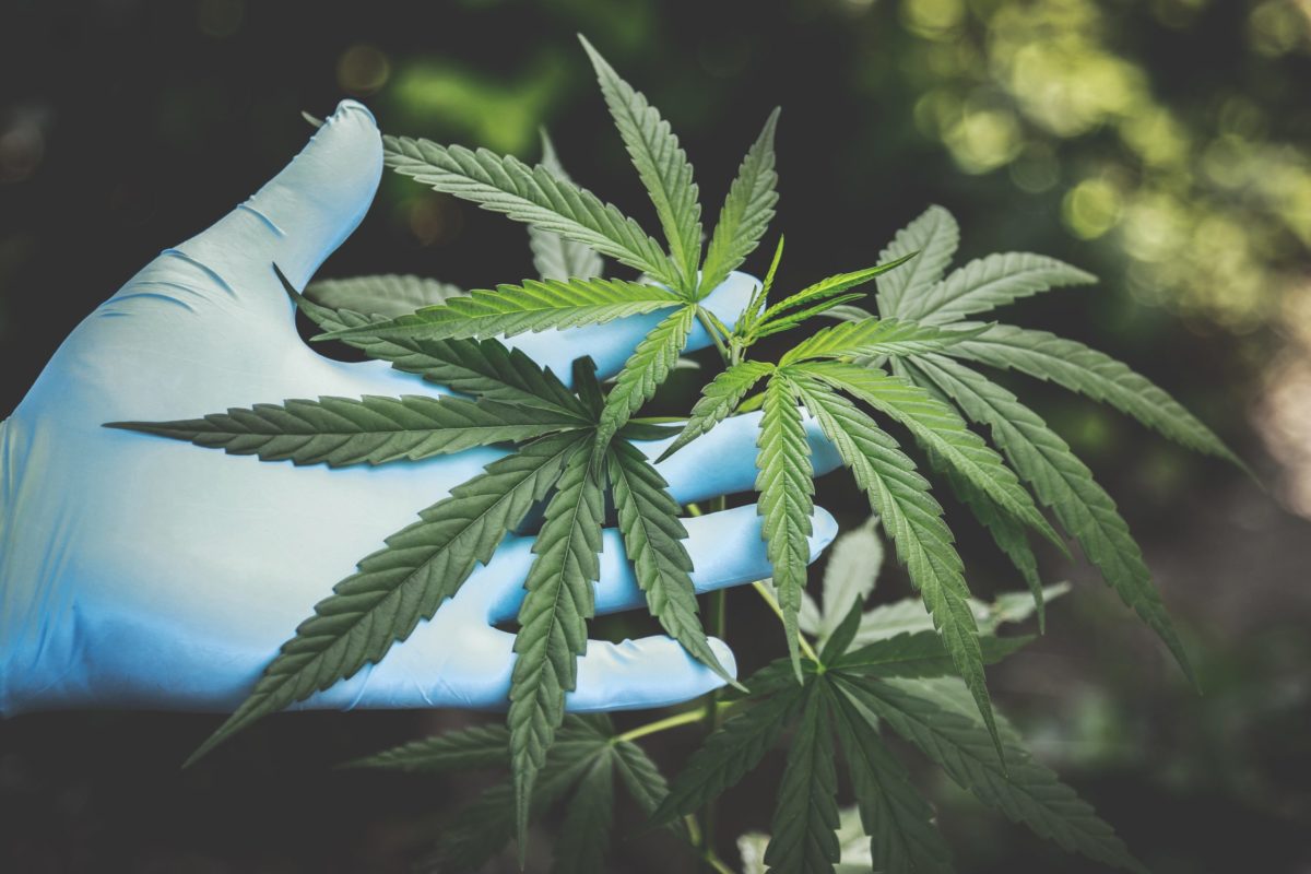 The CBD industry is bigger than ever – but what is the difference between CBD and medical cannabis?